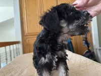 Alvin, a male Miniature Schnauzer for sale in Riverside, CA – Photo 4 of 9