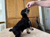 Alvin, a male Miniature Schnauzer for sale in Riverside, CA – Photo 8 of 9