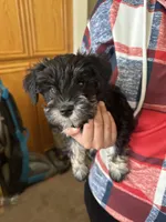 Alvin, a male Miniature Schnauzer for sale in Riverside, CA – Photo 1 of 9