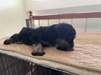 Alvin, a male Miniature Schnauzer for sale in Riverside, CA – Photo 6 of 9