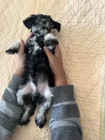 Alvin, a male Miniature Schnauzer for sale in Riverside, CA – Photo 9 of 9