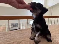 Alvin, a male Miniature Schnauzer for sale in Riverside, CA – Photo 7 of 9