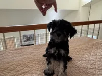 Alvin, a male Miniature Schnauzer for sale in Riverside, CA – Photo 2 of 9