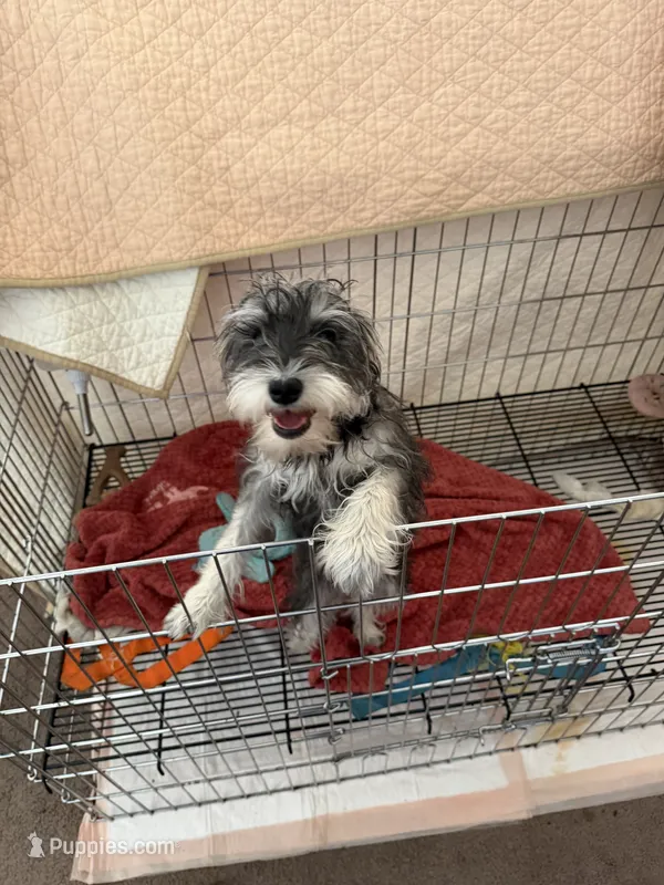 Jeannette  – Miniature Schnauzer puppy for sale in Riverside, CA