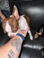 Koko, a female Boston Terrier for sale in Fort Worth, TX – Photo 2 of 4