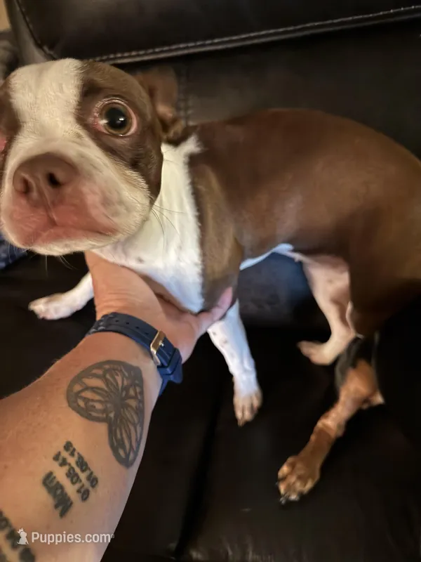 Koko – Boston Terrier puppy for sale in Fort Worth, TX