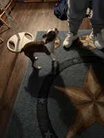 Koko, a female Boston Terrier for sale in Fort Worth, TX – Photo 4 of 4