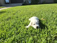 Mayonnaise , a male Miniature Schnauzer for sale in Huntington Beach, CA – Photo 1 of 3