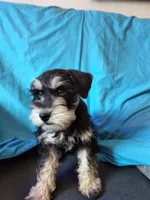 Berry, a male Miniature Schnauzer for sale in Huntington Beach, CA – Photo 5 of 7