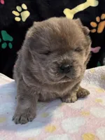 Charlie , a male Chow Chow for sale in Potosi, MO – Photo 4 of 10