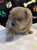 Charlie , a male Chow Chow for sale in Potosi, MO – Photo 7 of 10
