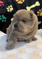 Charlie , a male Chow Chow for sale in Potosi, MO – Photo 8 of 10