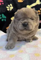 Charlie , a male Chow Chow for sale in Potosi, MO – Photo 6 of 10