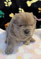 Charlie , a male Chow Chow for sale in Potosi, MO – Photo 9 of 10