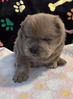 Charlie , a male Chow Chow for sale in Potosi, MO – Photo 5 of 10