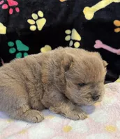 Charlie , a male Chow Chow for sale in Potosi, MO – Photo 10 of 10