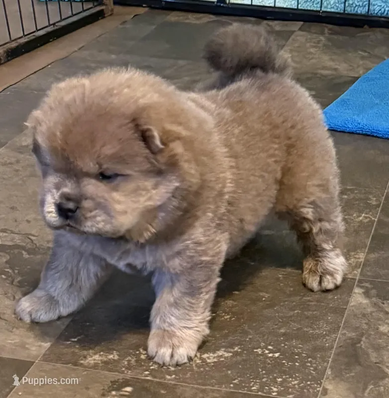 Charlie  – Chow Chow puppy on hold in Potosi, MO