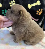 Charlie , a male Chow Chow for sale in Potosi, MO – Photo 2 of 10