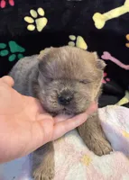Charlie , a male Chow Chow for sale in Potosi, MO – Photo 3 of 10
