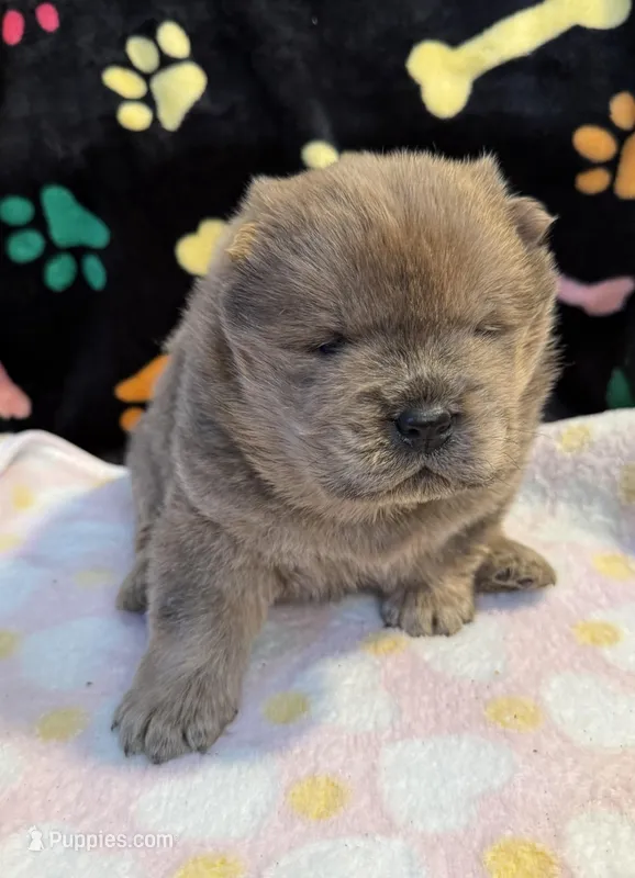 Charlie  – Chow Chow puppy for sale in Potosi, MO
