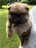 CKC Bella, a female Chow Chow for sale in Potosi, MO – 5 of 5