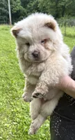 Winter, a male Chow Chow for sale in Potosi, MO – 4 of 9