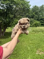 CKC Daisy , a female Chow Chow for sale in Potosi, MO – 7 of 7