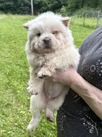 Winter, a male Chow Chow for sale in Potosi, MO – 8 of 9