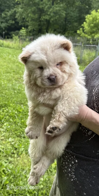 Winter – Chow Chow puppy for sale in Potosi, MO