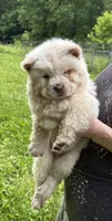 Winter, a male Chow Chow for sale in Potosi, MO – 1 of 9