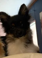 Alfie , a male Pomeranian for sale in Potosi, MO – 2 of 7