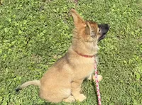 AKC Kody, a male German Shepherd Dog for sale in Potosi, MO – 6 of 9