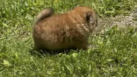 CKC Rory, a male Chow Chow for sale in Potosi, MO – 6 of 8
