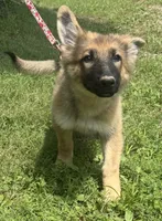 AKC Kody, a male German Shepherd Dog for sale in Potosi, MO – 3 of 9