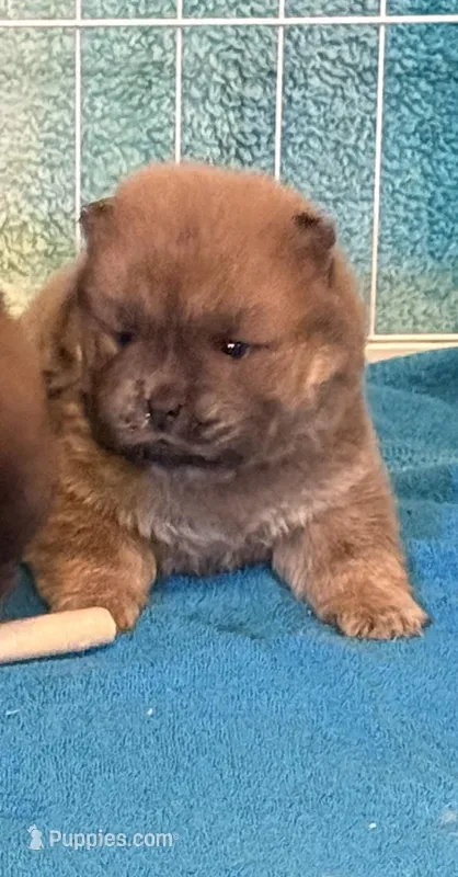 Luna  – Chow Chow puppy on hold in Potosi, MO