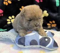 Luna , a female Chow Chow for sale in Potosi, MO – Photo 1 of 10