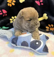 Luna , a female Chow Chow for sale in Potosi, MO – Photo 6 of 10