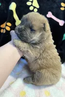 Luna , a female Chow Chow for sale in Potosi, MO – Photo 10 of 10