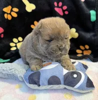 Luna , a female Chow Chow for sale in Potosi, MO – Photo 7 of 10