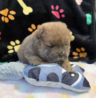 Luna , a female Chow Chow for sale in Potosi, MO – Photo 4 of 10
