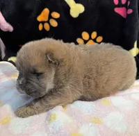Luna , a female Chow Chow for sale in Potosi, MO – Photo 3 of 10