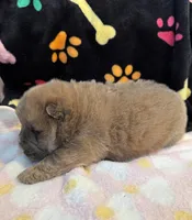 Luna , a female Chow Chow for sale in Potosi, MO – Photo 8 of 10