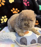 Luna , a female Chow Chow for sale in Potosi, MO – Photo 5 of 10