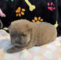 Luna , a female Chow Chow for sale in Potosi, MO – Photo 2 of 10