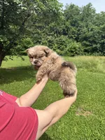 CKC Daisy , a female Chow Chow for sale in Potosi, MO – 4 of 7