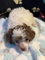 Harper, a male Poodle - Toy  for sale in Potosi, MO – 8 of 10