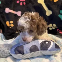 Harper, a male Poodle - Toy  for sale in Potosi, MO – 6 of 10