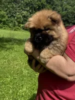 CKC Rory, a male Chow Chow for sale in Potosi, MO – 4 of 8