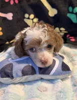 Harper, a male Poodle - Toy  for sale in Potosi, MO – 4 of 10