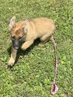 AKC Kody, a male German Shepherd Dog for sale in Potosi, MO – 8 of 9